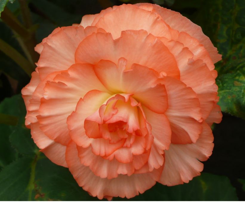 B. ‘Geordie’